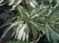 Preview: Schmales Laub der Farnblättrigen Rotbuche (Fagus sylvatica Asplenifolia)