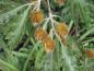 Preview: Farnblättrige Rotbuche (Fagus sylvatica Asplenifolia) - junge Bucheckern
