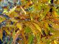 Preview: Leuchtend gelbes Herbstlaub der Federbuche (Fagus sylvatica Asplenifolia)
