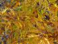 Preview: Gefiedertes Herbstlaub der farnblättrigen Rotbuche (Fagus sylvatica Asplenifolia)