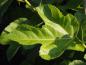 Preview: Ficus carica Kadota