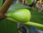 Preview: Ficus carica Kadota
