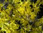 Preview: Forsythia Golden Times - Gelbbuntblättrige Forsythie in Blüte