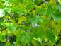 Preview: Beginnende Herbstfärbung bei Fraxinus americana