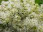 Preview: Nahaufnahme der weißen Blüten der Fraxinus sieboldiana