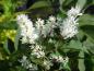 Preview: Fraxinus sieboldiana - weiße Blütenrispen