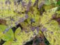 Preview: Gelbe Herbstfärbung bei Fraxinus sieboldiana