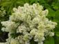 Preview: Üppige weiße Blütenrispen der Fraxinus sieboldiana