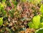 Preview: Zartrosa Blüten der Shallon-Scheinbeere