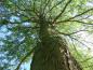 Preview: Im Alter ein stattlicher Baum: die Gleditschie (Gleditsia tricanthos)