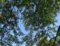 Preview: Das zartes gefiederte Laub des Lederhülsenbaumes im Sommer