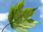 Preview: Bergahorn Leopoldii - weißbunte Blätter