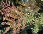 Preview: Gleditsia triacanthos Ruby Lace