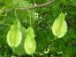 Preview: Früchte von Halesia carolina