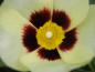 Preview: Nahaufnahme der Blüte von Halimiocistus Woodcream