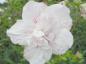 Preview: Hibiscus Hybride China Chiffon®