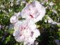 Preview: Blüte von Hibiscus Hybride China Chiffon®