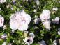 Preview: Reicher Blütenflor: Hibiscus Hybride China Chiffon®