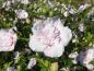 Preview: Schöner Sommerblüher: Hibiscus Hybride China Chiffon®