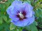 Preview: Hibiscus Hybride Marina - blaue Blüte