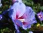Preview: Hibiscus syriacus Marina