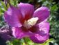 Preview: Hibiskus Russian Violet - pinke, einfache Blüte