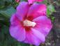 Preview: Der Hibiscus Russian Violet blüht leuchtend pink.