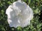 Preview: Hibiscus Hybride White Chiffon®