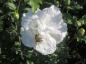 Preview: Hibiscus Hybride White Chiffon®