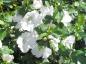 Preview: Hibiscus William R. Smith - weiße, einfache Blüten