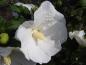 Preview: Die strahlend weiße Blüte des Hibiskus William R. Smith ist auffallend groß.