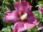 Preview: Die Blüte vom Hibiscus Woodbridge