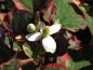 Preview: Blüte von Houttuynia cordata