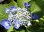 Preview: Bauernhortensie Blaumeise - eine Hortensie mit auffallend blauen Blüten