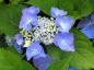 Preview: Leuchtend blaue Blüten der Bauernhortensie Blaumeise