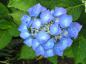 Preview: Bauernhortensie Blaumeise - blaue Blütenteller