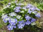 Preview: Reichliche Blüte der Hydrangea macrophylla Blaumeise