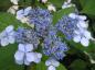 Preview: Hydrangea serrata Blue Bird mit tellerartigen, blauen Blüten