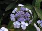 Preview: Kleinwüchsige Gartenhortensie Blue Bird: Blütenstand mit sterilen Randblüten