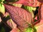 Preview: Schönes Herbstlaub bei Hydrangea Blue Bird
