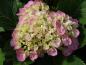 Preview: Storbladig hortensia Bodensee, Hydrangea macrophylla Bodensee