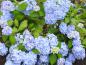 Preview: Bei entsprechender Bodenraktion färbt sich die Blüte von Bouquet Rose blau