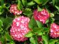 Preview: Storbladig hortensia Hörnli, Hydrangea macrophylla Hörnli