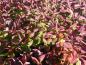 Preview: Schöne Herbstfärbung bei Hydrangea serrata Preziosa