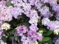 Preview: Gartenhortensie Preziosa - rosa bis violettes Farbspiel der Blüten