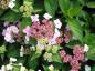 Preview: Purpurhortensia Rosalba, Hydrangea serrata Rosalba