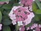 Preview: Purpurhortensia Rosalba, Hydrangea serrata Rosalba