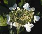 Preview: Trädgårdshortensia Lanarth White, Hydrangea macrophylla Lanarth White
