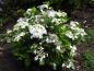 Preview: Trädgårdshortensia Lanarth White, Hydrangea macrophylla Lanarth White