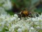 Preview: Interessant für viele Insekten: Hydrangea paniculata Kyushu